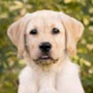 Meet your Posher, Owen